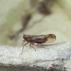 Euides basilinea