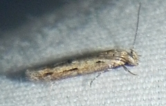 Mompha brevivittella