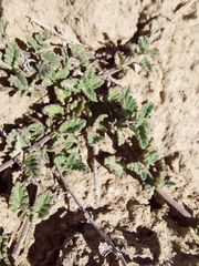 Nepeta discolor