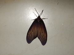 Gynautocera rubriscutellata