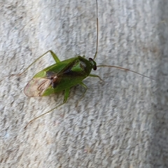 Neolygus contaminatus