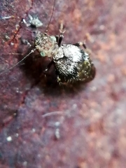 Pteroxanium kelloggi