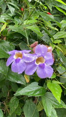 Thunbergia grandiflora