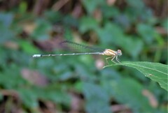 Pseudagrion microcephalum