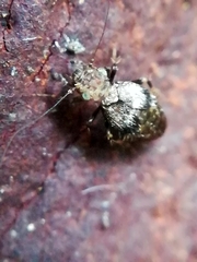Pteroxanium kelloggi