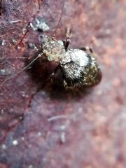 Pteroxanium kelloggi