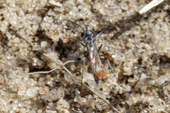 Pompilus cinereus