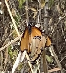 Danaus chrysippus dorippus