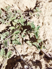 Nepeta discolor