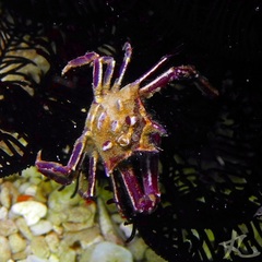 Ceratocarcinus longimanus