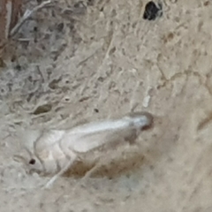 Phyllocnistis saligna