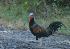 Gallus varius