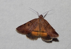 Plecopterodes moderata