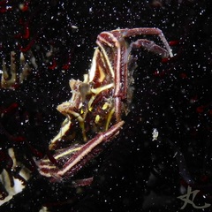 Ceratocarcinus longimanus