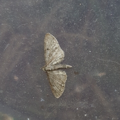 Eupithecia tripunctaria