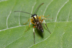 Ichneumonidae