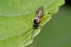Ichneumonidae
