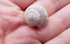 Oreohelix