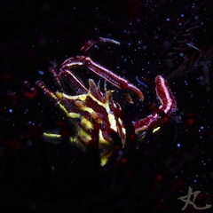 Ceratocarcinus longimanus