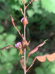 Neolasioptera desmodii