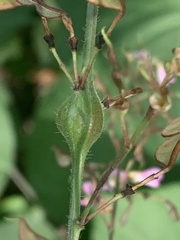 Neolasioptera desmodii