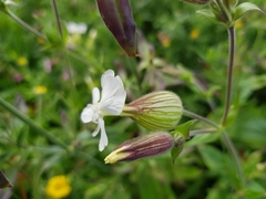 Silene latifolia