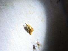 Cenopis ferreana
