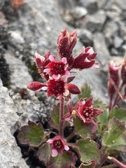 Telesonix heucheriformis