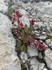 Telesonix heucheriformis