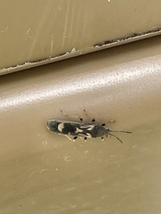 Ischnodemus variegatus