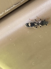 Ischnodemus variegatus