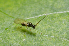 Eucoilinae