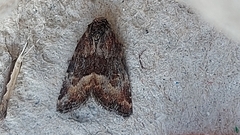 Photedes captiuncula