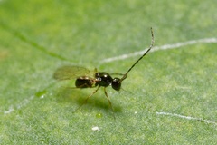 Eucoilinae