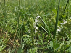 Pedicularis cheilanthifolia