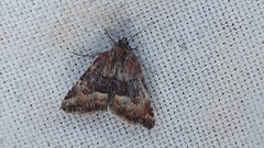 Photedes captiuncula