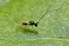 Eucoilinae