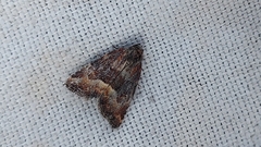 Photedes captiuncula