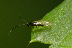 Eucoilinae