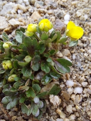 Ranunculus sulphureus