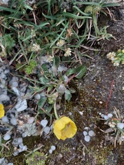 Ranunculus sulphureus