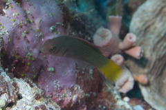 Marshall Dottyback photo 2
