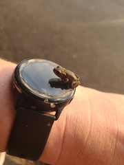 Bufo bufo