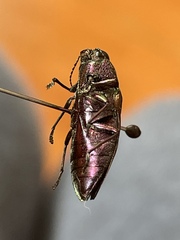 Buprestis adjecta