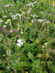 Silene latifolia