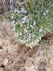 Astragalus confertus