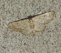 Idaea eremiata