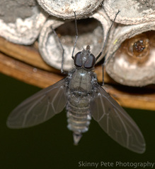 Anthrax aterrimus