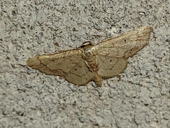 Idaea eremiata