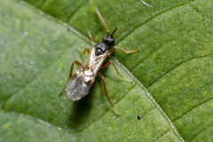 Microgastrinae